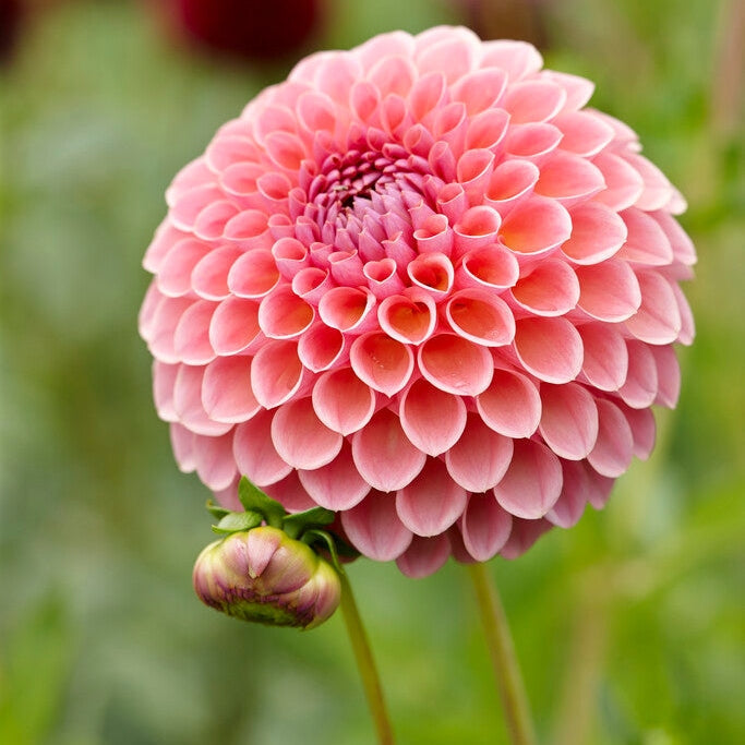 Dahlia Boll Jowey Winnie 1-pakke